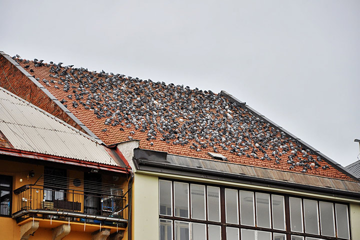 A2B Pest Control are able to install spikes to deter birds from roofs in Huddersfield. 